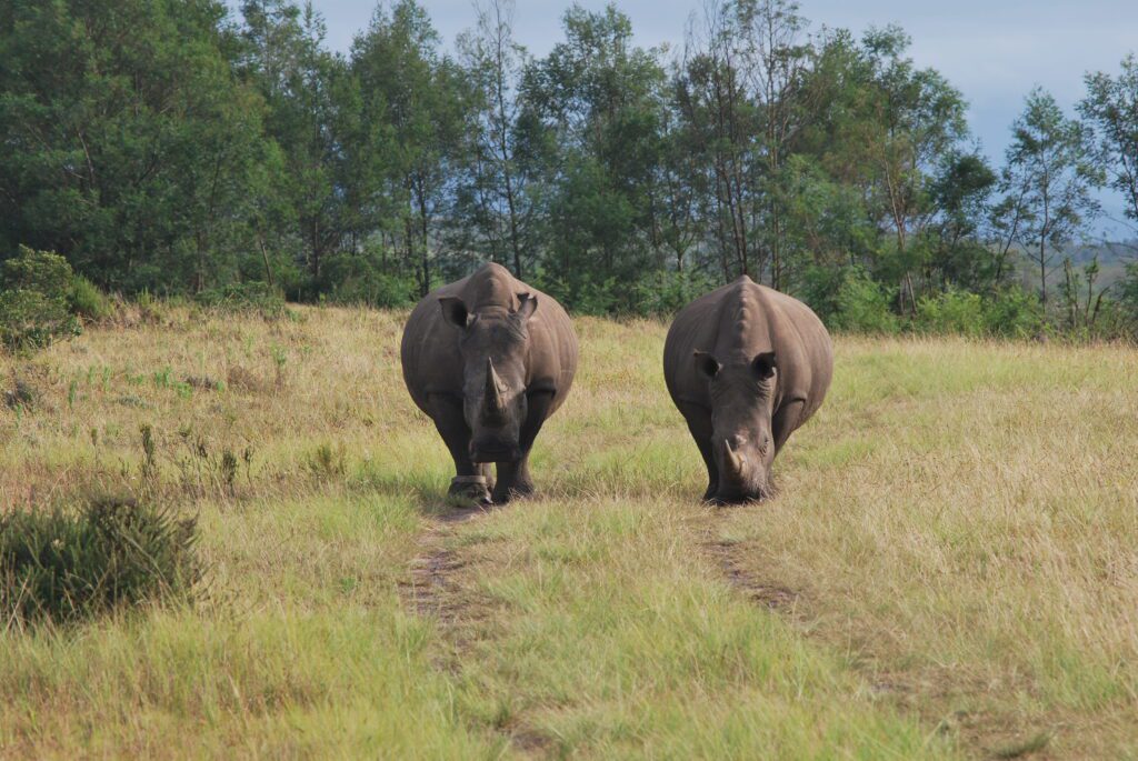 rhyno_southafrica
